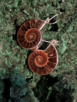 Sacred Ammonite Earrings set in 925 Silver