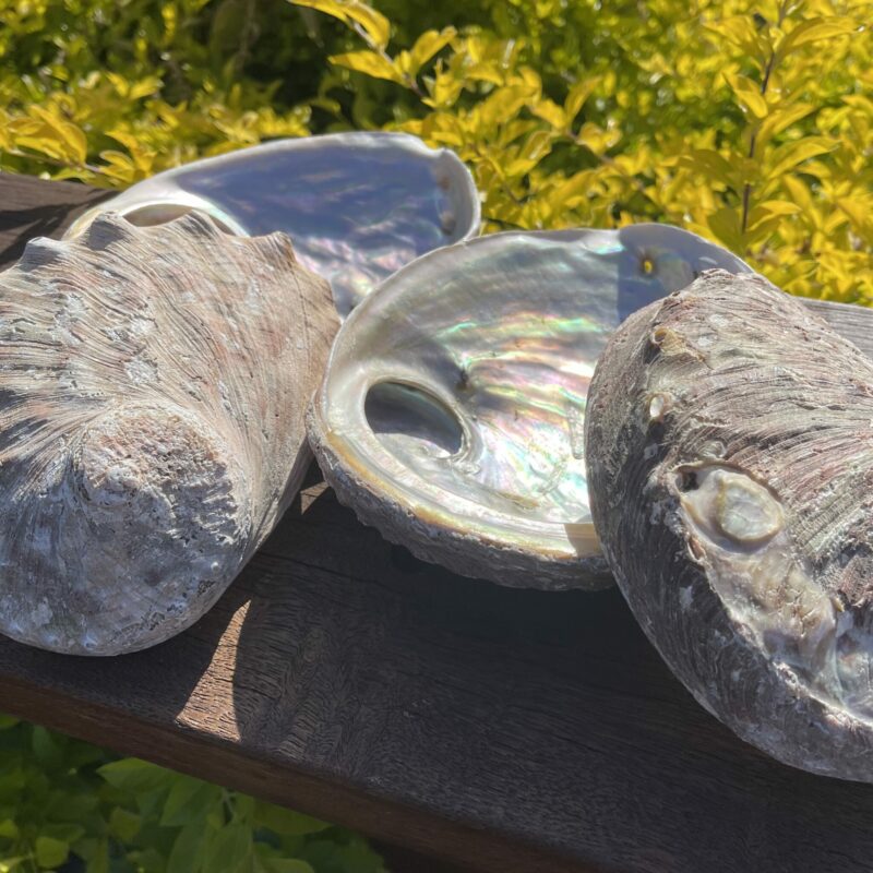 Natural Rainbow Abalone Shell for smudging and ceremony