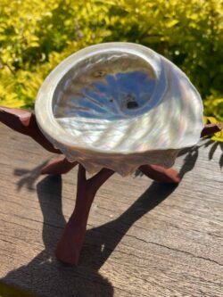 Natural Rainbow Abalone Shell for smudging and ceremony