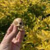 this is Unique Picture Jasper Skull Carving