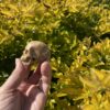 this is Unique Picture Jasper Skull Carving