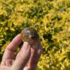 This is Small Gold Rutile Skull of Radiant Energy