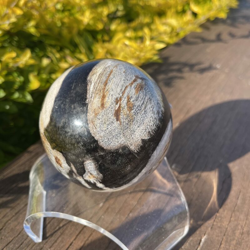 This is Ancient Jurassic Period Petrified Wood Sphere