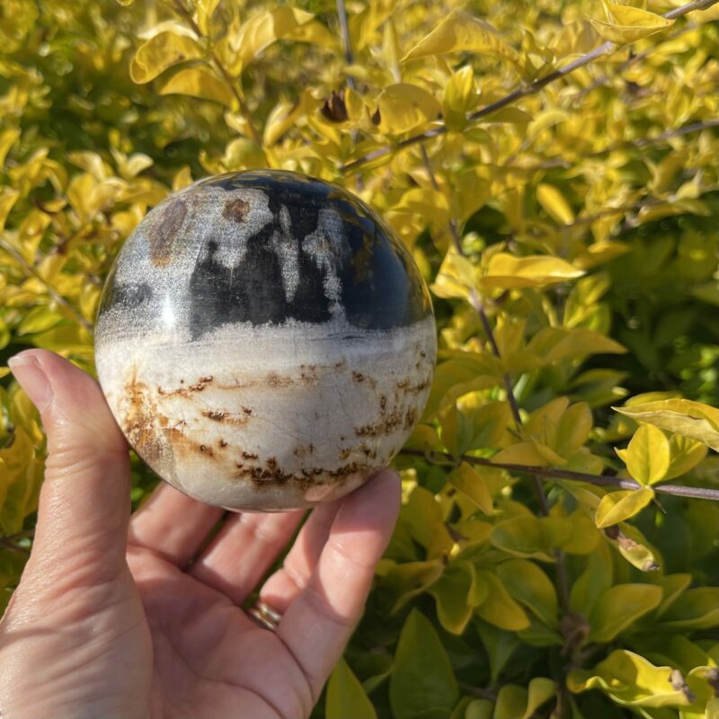 This is Ancient Jurassic Period Petrified Wood Sphere