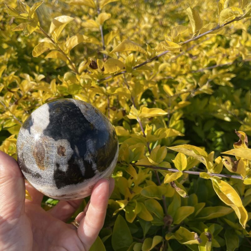 This is Ancient Jurassic Period Petrified Wood Sphere