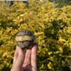 This is Ancient Septarian Sphere 58mm