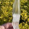 This is Powerful Super Lemurian Tabby Master Point – 161g