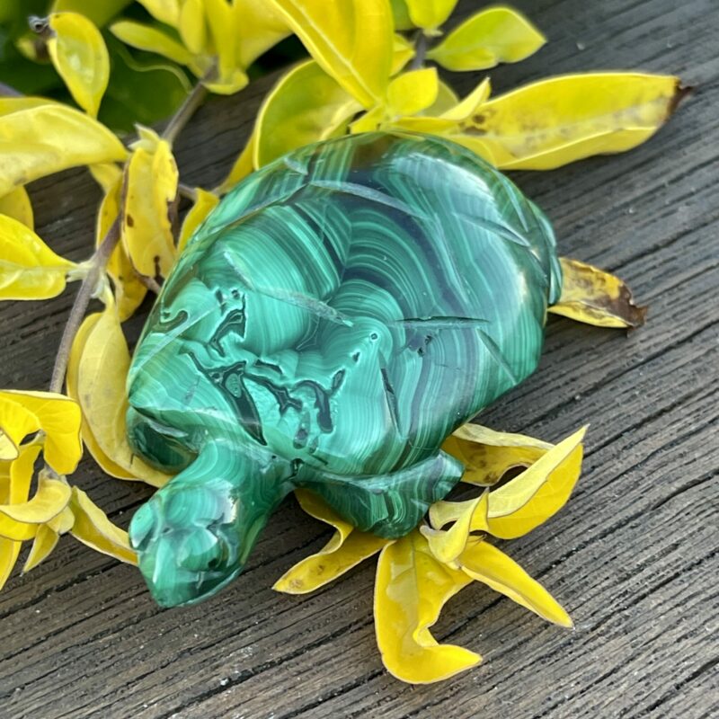 This is Our cute Malachite Turtle Carving 100gr