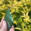 This is Transformational Malachite Slice 3 - 26g