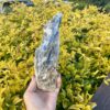 This is Spectacular Blue Kyanite with Mica Specimen - 1kg