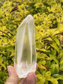 This is Lemurian Seed Crystal Point of Ancient Knowledge - 251g