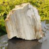 This is Ancient Petrified Wood Specimen of Timeless Wisdom - 2.3kg