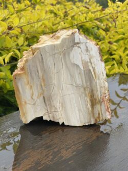 This is Ancient Petrified Wood Specimen of Timeless Wisdom - 2.3kg