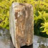 This is Ancient Petrified Wood Specimen of Timeless Wisdom - 2.3kg