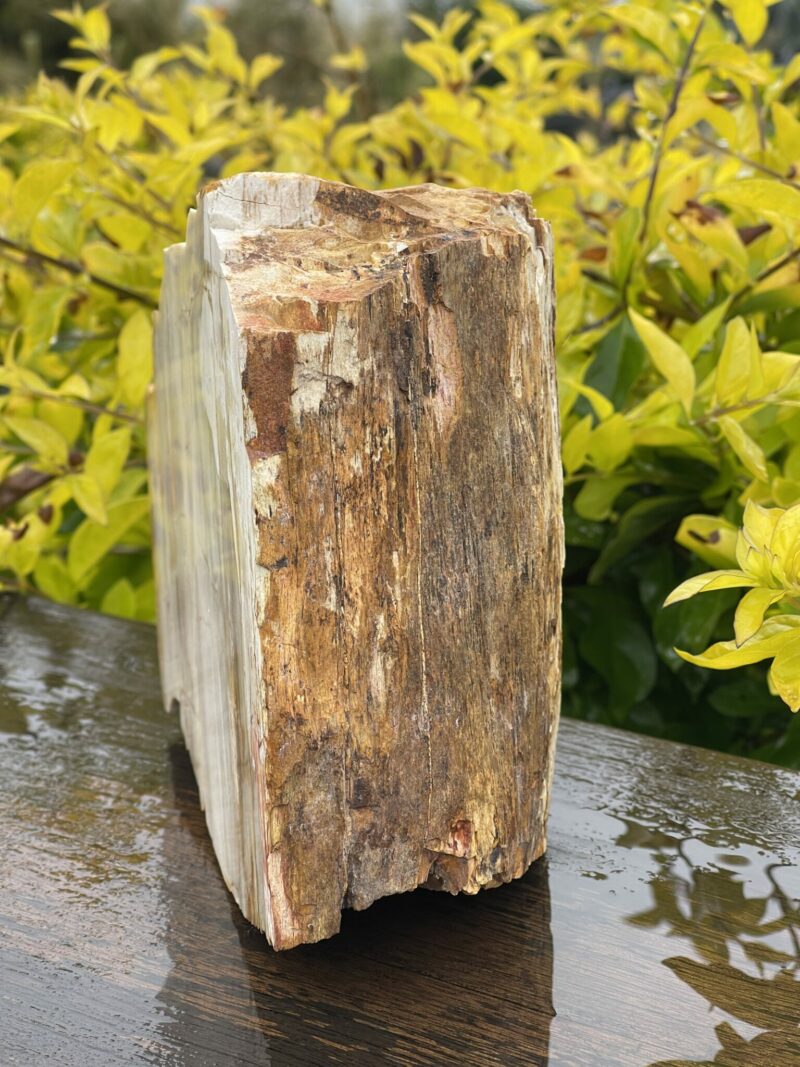 This is Ancient Petrified Wood Specimen of Timeless Wisdom - 2.3kg