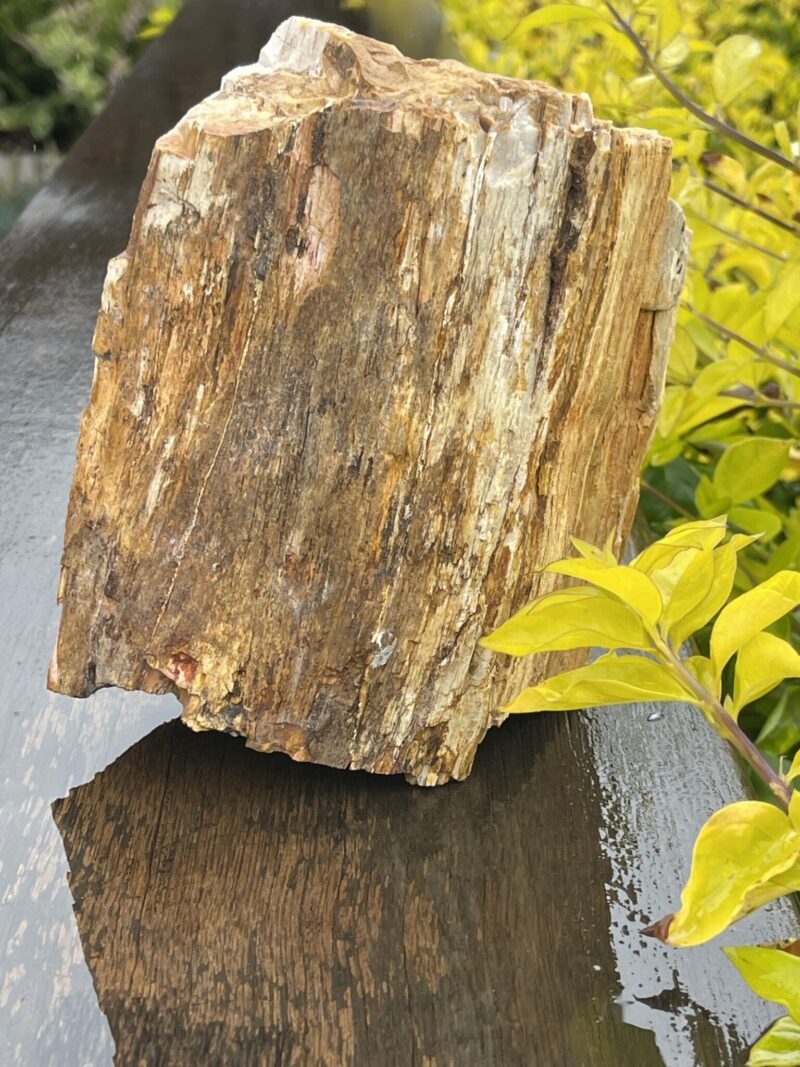 This is Ancient Petrified Wood Specimen of Timeless Wisdom - 2.3kg