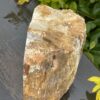 This is Ancient Petrified Wood Specimen of Timeless Wisdom - 2.3kg