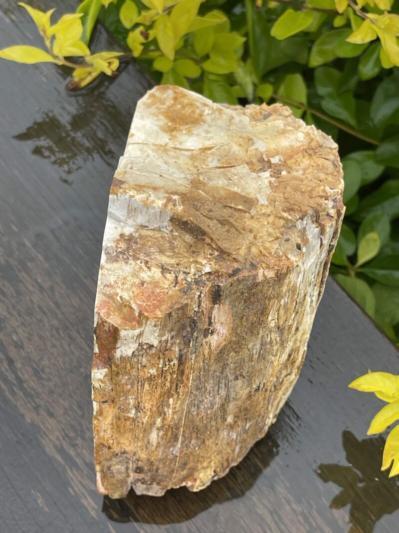 This is Ancient Petrified Wood Specimen of Timeless Wisdom - 2.3kg