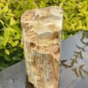 This is Ancient Petrified Wood Specimen of Timeless Wisdom - 2.3kg