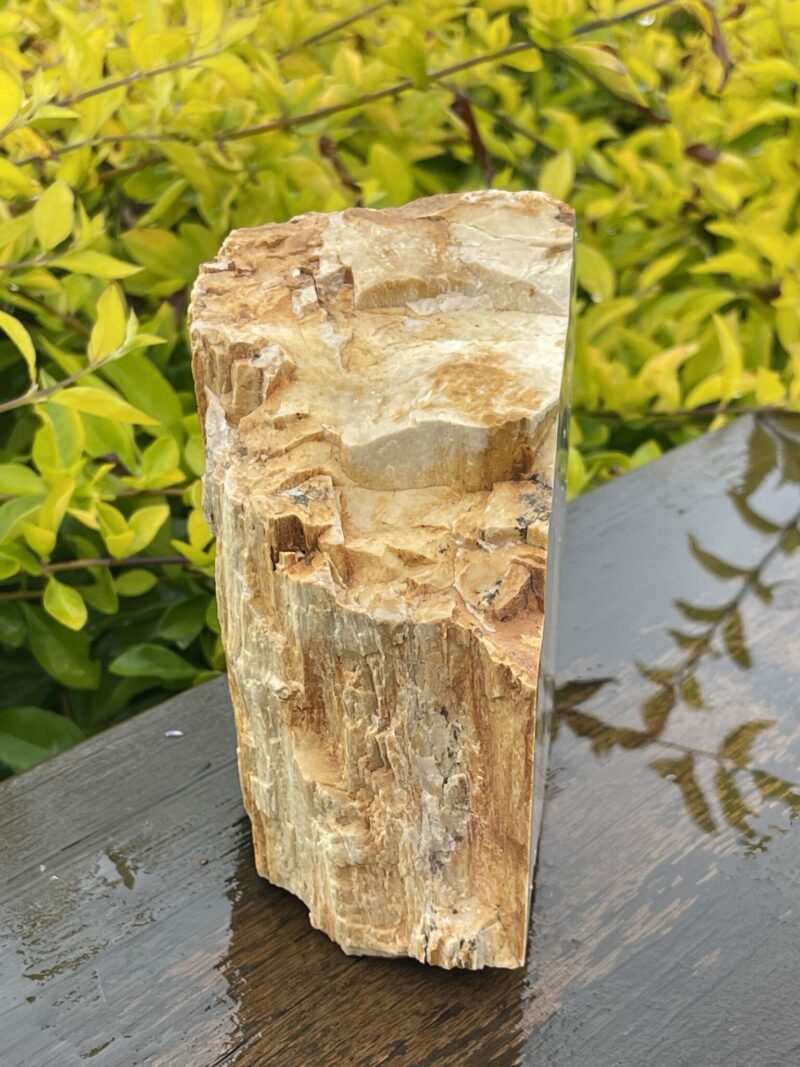 This is Ancient Petrified Wood Specimen of Timeless Wisdom - 2.3kg