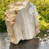 This is Ancient Petrified Wood Specimen of Timeless Wisdom - 2.3kg