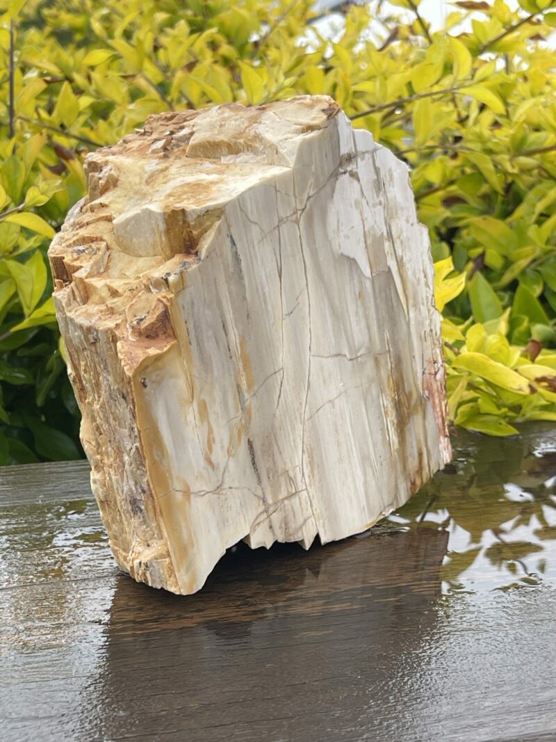 This is Ancient Petrified Wood Specimen of Timeless Wisdom - 2.3kg