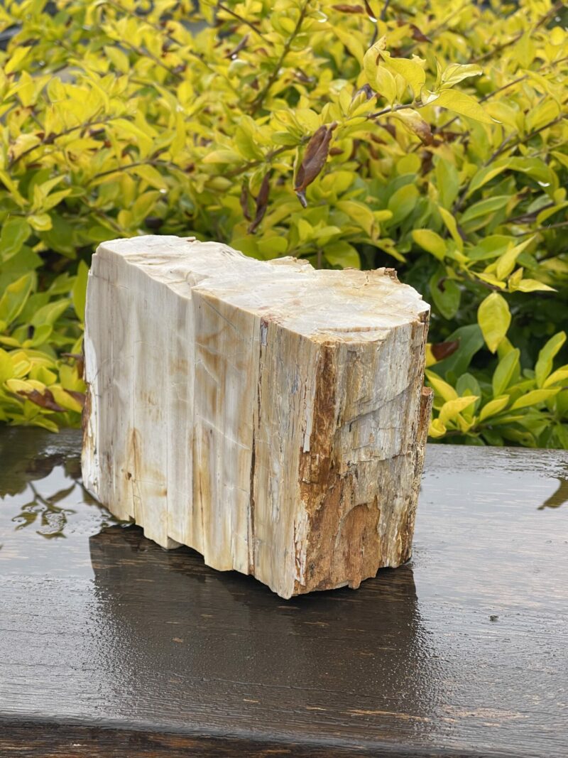 This is Majestic Petrified Wood Specimen of Ancient Earth - 2.19kg