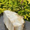 This is Majestic Petrified Wood Specimen of Ancient Earth - 2.19kg