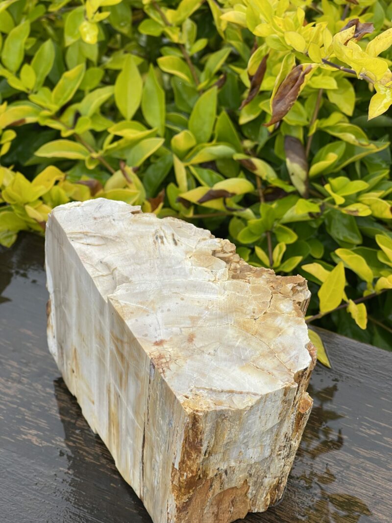 This is Majestic Petrified Wood Specimen of Ancient Earth - 2.19kg