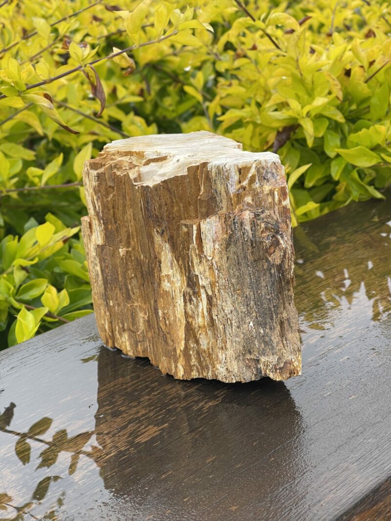 This is Majestic Petrified Wood Specimen of Ancient Earth - 2.19kg