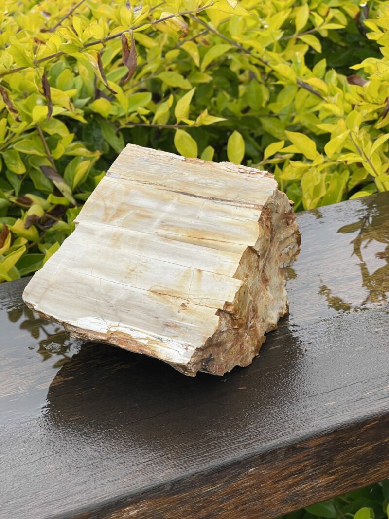 This is Majestic Petrified Wood Specimen of Ancient Earth - 2.19kg