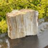 This is Majestic Petrified Wood Specimen of Ancient Earth - 2.19kg