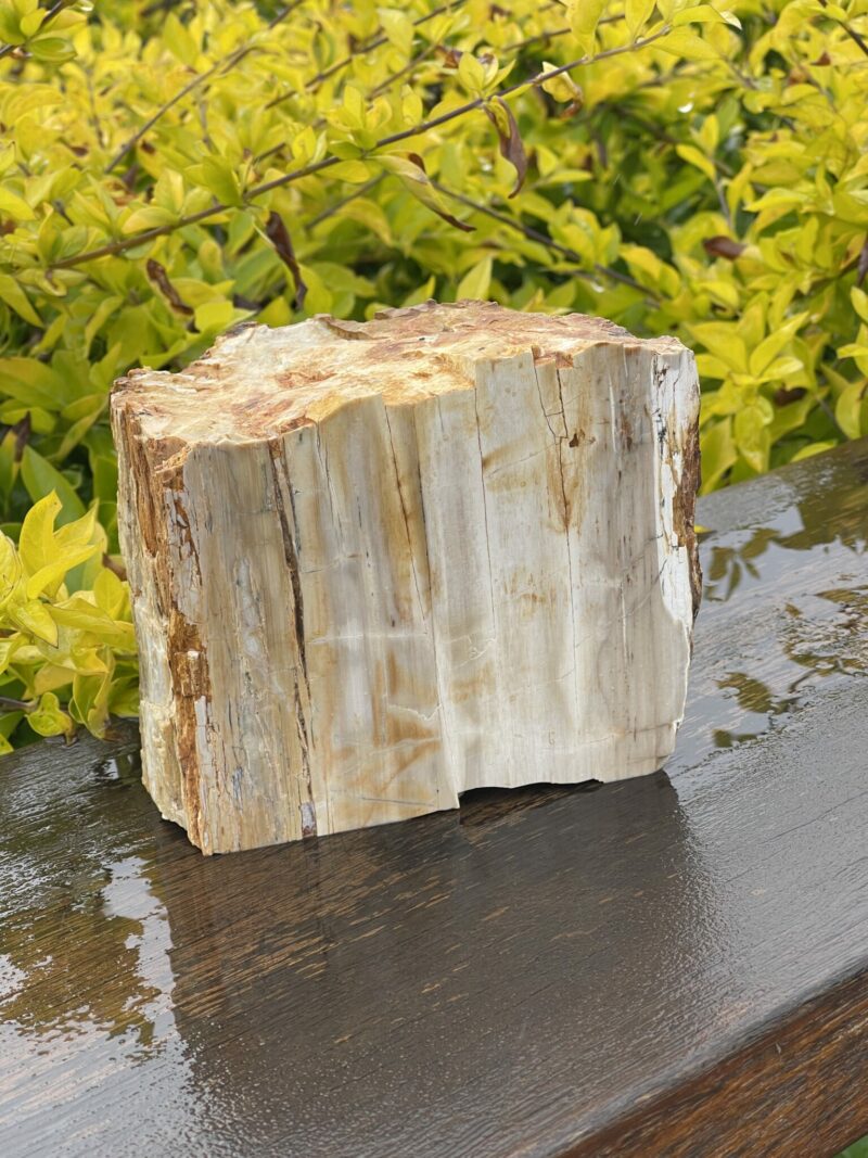 This is Majestic Petrified Wood Specimen of Ancient Earth - 2.19kg