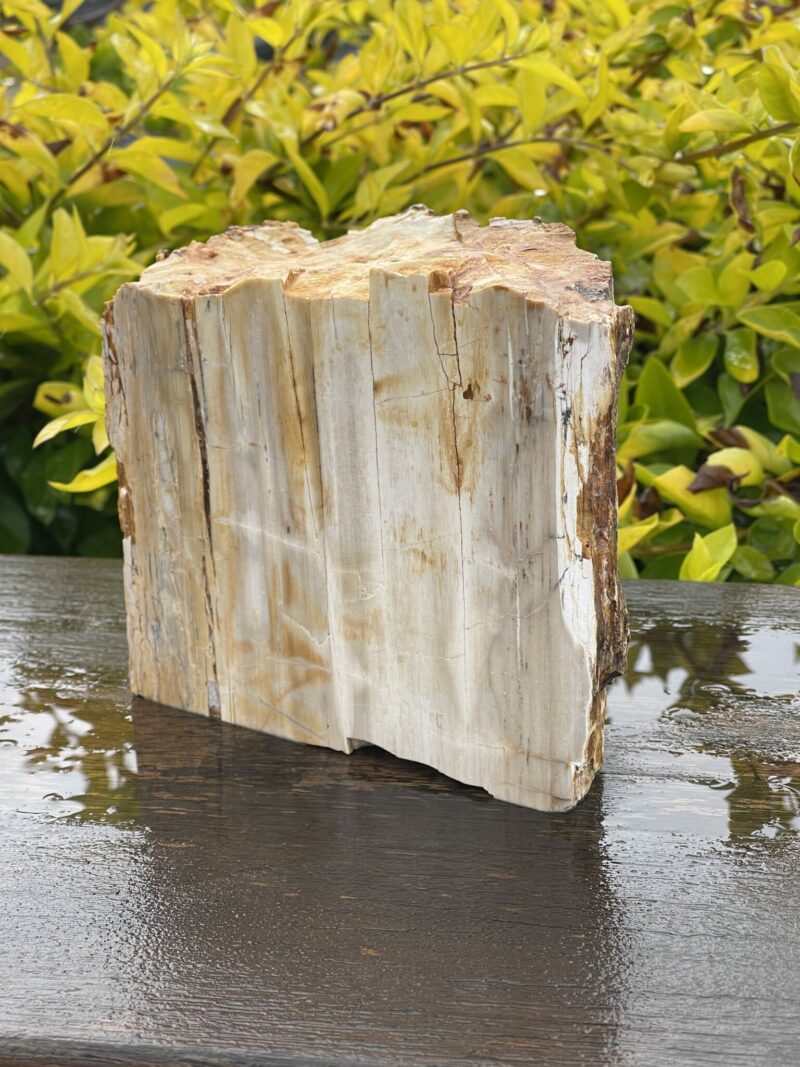 This is Majestic Petrified Wood Specimen of Ancient Earth - 2.19kg