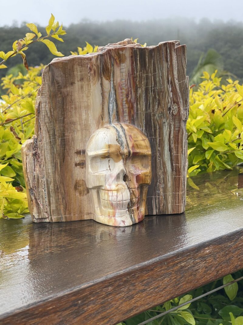 Stunning Petrified This is Wood Skull Carving of Ancient Wisdom - 4.6kg