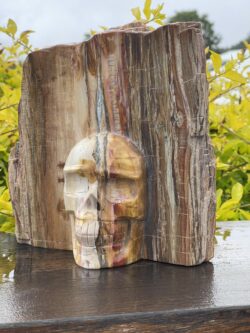 Stunning Petrified This is Wood Skull Carving of Ancient Wisdom - 4.6kg