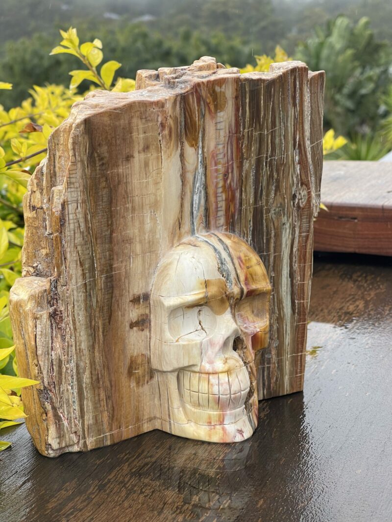 Stunning Petrified This is Wood Skull Carving of Ancient Wisdom - 4.6kg