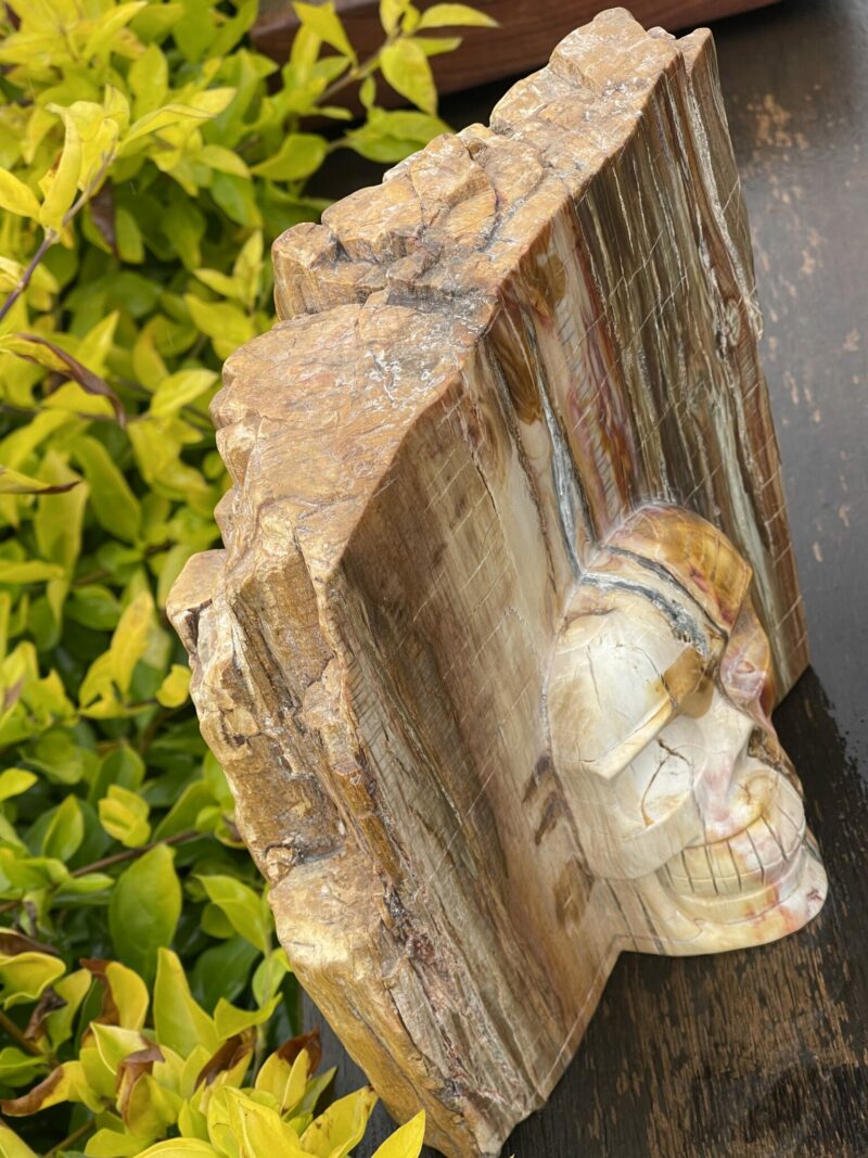 Stunning Petrified This is Wood Skull Carving of Ancient Wisdom - 4.6kg