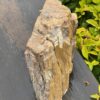 Stunning Petrified This is Wood Skull Carving of Ancient Wisdom - 4.6kg