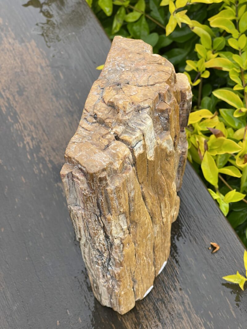 Stunning Petrified This is Wood Skull Carving of Ancient Wisdom - 4.6kg