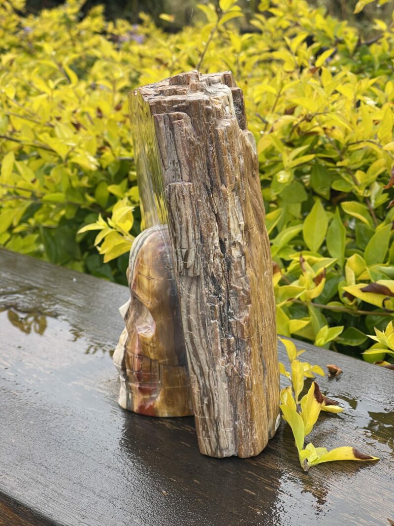 Stunning Petrified This is Wood Skull Carving of Ancient Wisdom - 4.6kg