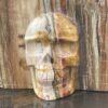 Stunning Petrified This is Wood Skull Carving of Ancient Wisdom - 4.6kg