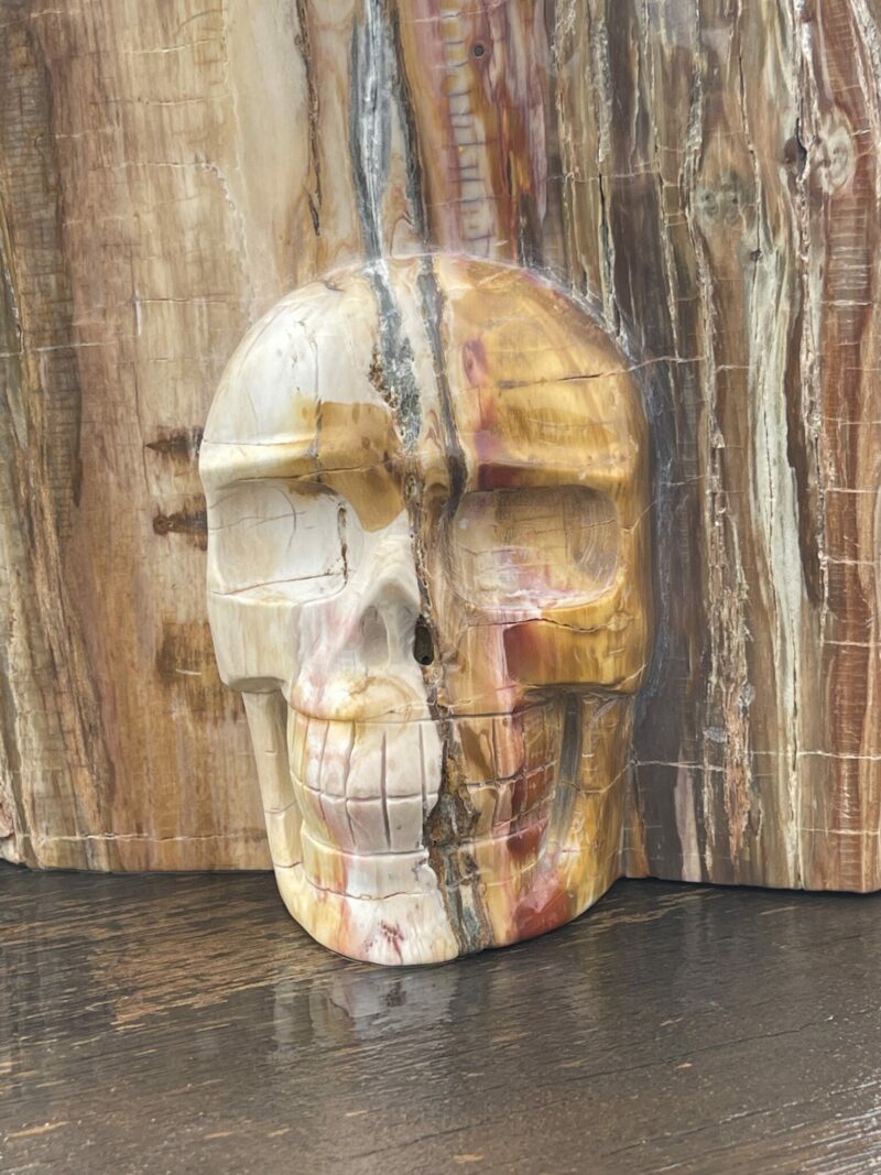 Stunning Petrified This is Wood Skull Carving of Ancient Wisdom - 4.6kg