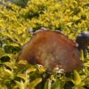 This is Magical and Clear Carnelian Plate for Vitality and Clarity