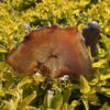 This is Magical and Clear Carnelian Plate for Vitality and Clarity