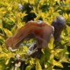 This is L-Shaped Carnelian Slice for Grounding and Motivation