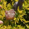 This is Raw Carnelian for Grounding and Creative Energy 2