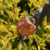 This is Raw Carnelian for Grounding and Creative Energy