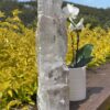 This is uniquea and Rare Raw Selenite Tower Specimen with Keys from Naica Mine (1.27kg)