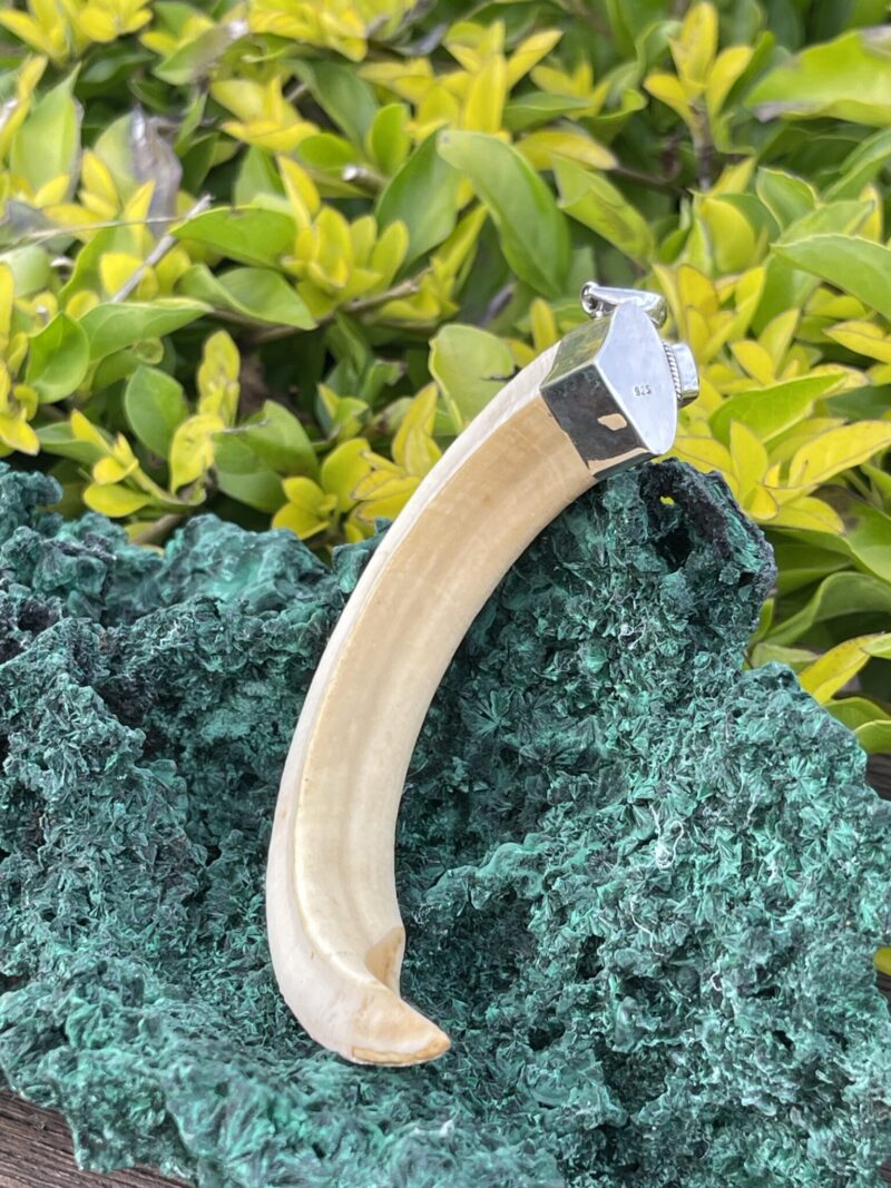 This is Powerful Boar Tusk Pendant with 925 Silver and Garnet